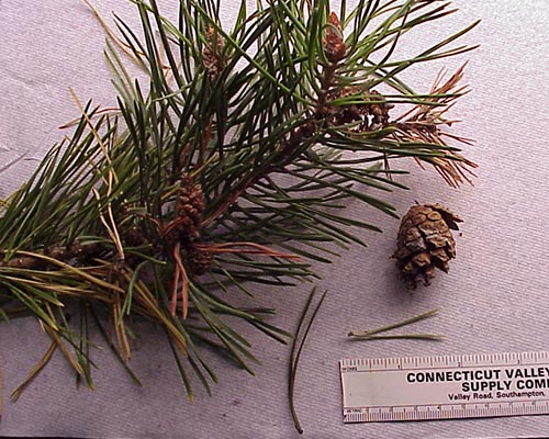 Scots pine needles